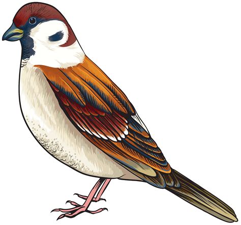 clipart of bird